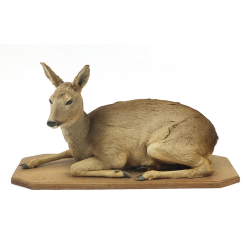 135 - Taxidermy deer on an oak base, 99cm wide