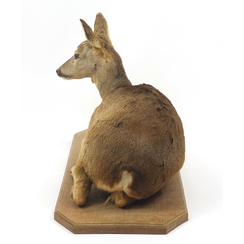 135 - Taxidermy deer on an oak base, 99cm wide