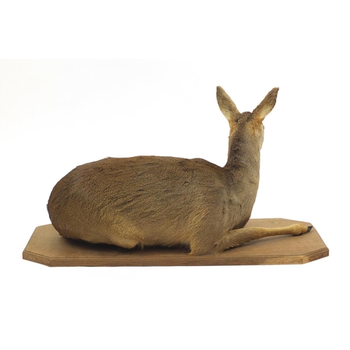 135 - Taxidermy deer on an oak base, 99cm wide