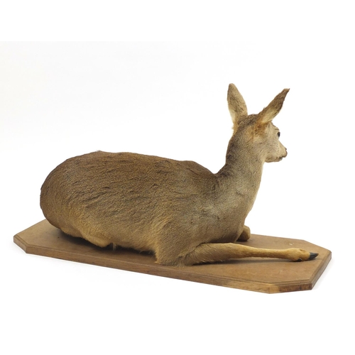 135 - Taxidermy deer on an oak base, 99cm wide