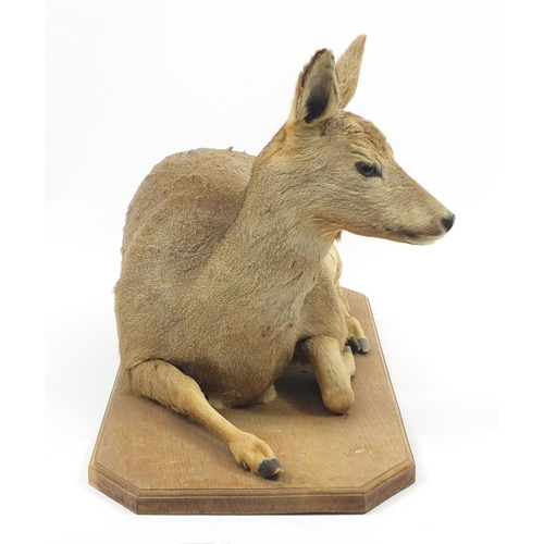 135 - Taxidermy deer on an oak base, 99cm wide