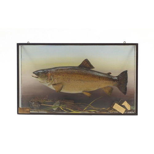 136 - Taxidermy glazed display of a trout with Ralph Allder label, 36.5cm H x 61.5cm W x 16.5cm D