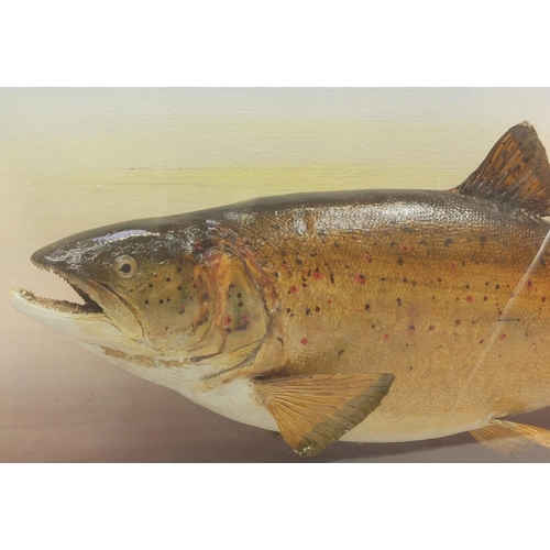 136 - Taxidermy glazed display of a trout with Ralph Allder label, 36.5cm H x 61.5cm W x 16.5cm D