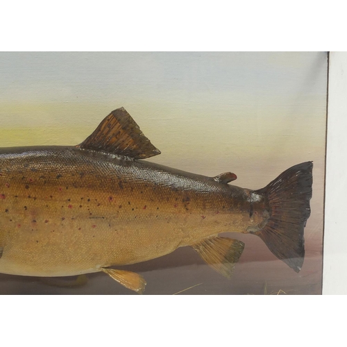 136 - Taxidermy glazed display of a trout with Ralph Allder label, 36.5cm H x 61.5cm W x 16.5cm D