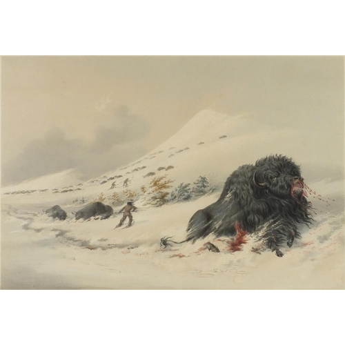 983 - Dying buffalo bull in snow drift, 19th century coloured lithograph from Katlins N A Indian collectio... 