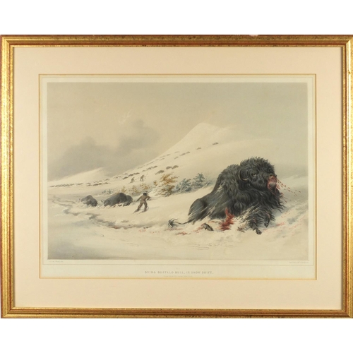 983 - Dying buffalo bull in snow drift, 19th century coloured lithograph from Katlins N A Indian collectio... 