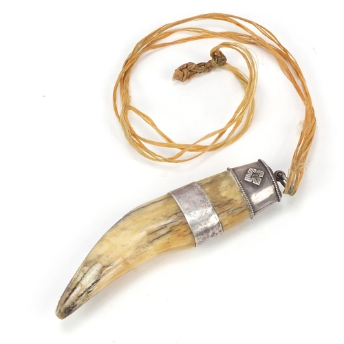 134 - 19th century silver mounted tiger's tooth, 12cm in length