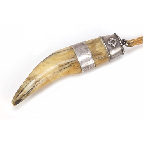 134 - 19th century silver mounted tiger's tooth, 12cm in length