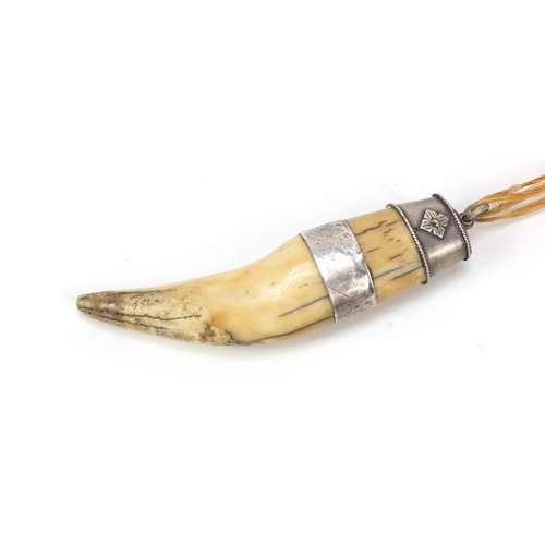 134 - 19th century silver mounted tiger's tooth, 12cm in length