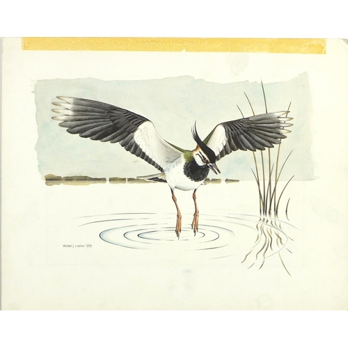 968 - Michael J Loates 1979 - Gull's, two watercolour and gouaches on card unframed, each 35cm x 27.5cm