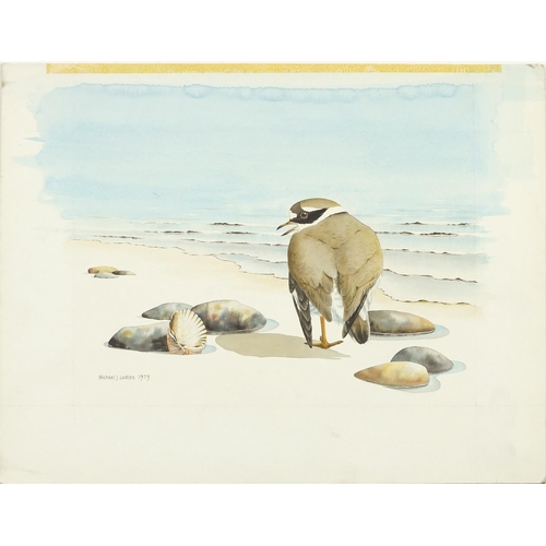 968 - Michael J Loates 1979 - Gull's, two watercolour and gouaches on card unframed, each 35cm x 27.5cm