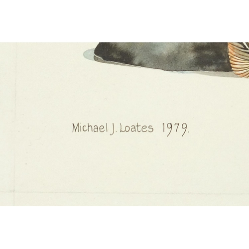 968 - Michael J Loates 1979 - Gull's, two watercolour and gouaches on card unframed, each 35cm x 27.5cm