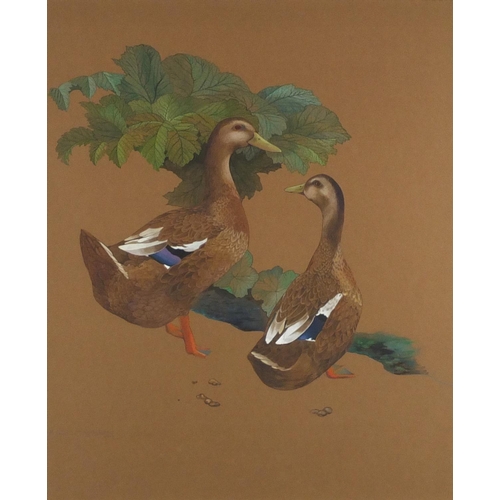 2091 - Kristin Rosenberg - Two ducks, heightened watercolour, mounted and framed, 53cm x 43cm