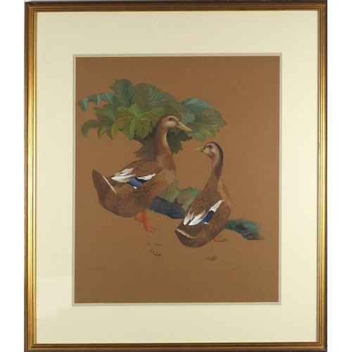 2091 - Kristin Rosenberg - Two ducks, heightened watercolour, mounted and framed, 53cm x 43cm