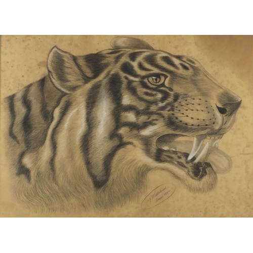 944 - Tiger's head, black and white chalk inscribed Wellbeloved Xmas 1896, mounted and framed, 63cm x 45.5... 