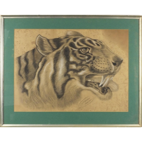 944 - Tiger's head, black and white chalk inscribed Wellbeloved Xmas 1896, mounted and framed, 63cm x 45.5... 