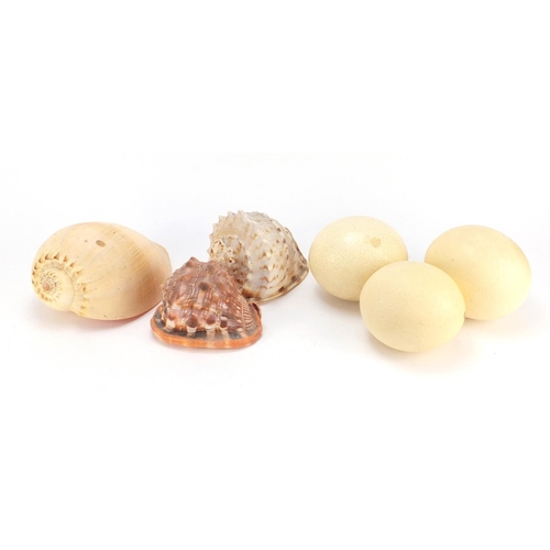 2573 - Three ostrich eggs and three large sea shells, the largest 22cm in length