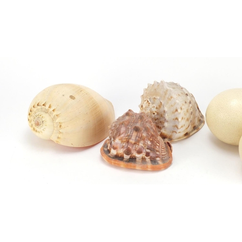 2573 - Three ostrich eggs and three large sea shells, the largest 22cm in length