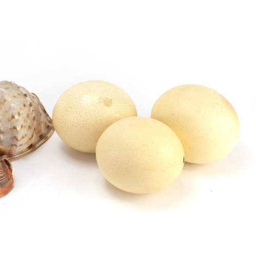 2573 - Three ostrich eggs and three large sea shells, the largest 22cm in length