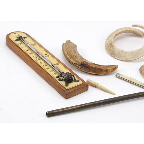 3004 - Objects including antique tusks, a ivory handled pointer and thermometer