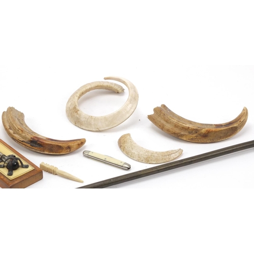 3004 - Objects including antique tusks, a ivory handled pointer and thermometer