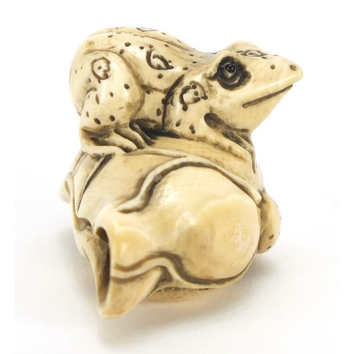 3573 - Japanese carved ivory netsuke of a frog on a flower, character marks to the base, 4.2cm wide