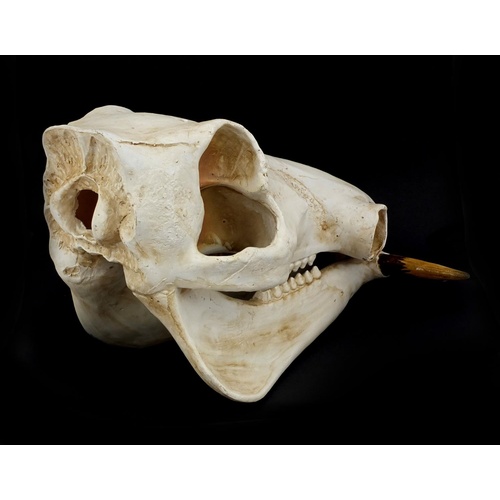 3619 - Taxidermy interest model warthog skull, 38cm in length