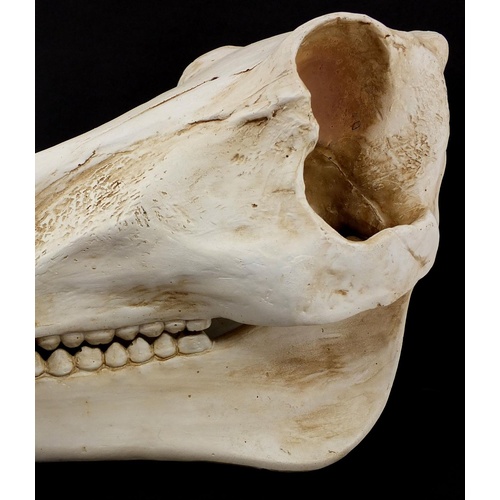 3619 - Taxidermy interest model warthog skull, 38cm in length