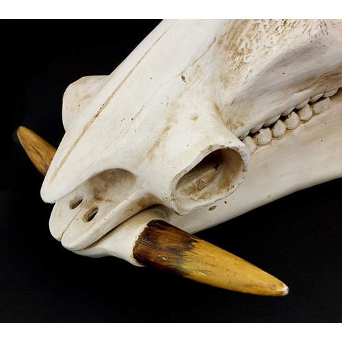 3619 - Taxidermy interest model warthog skull, 38cm in length