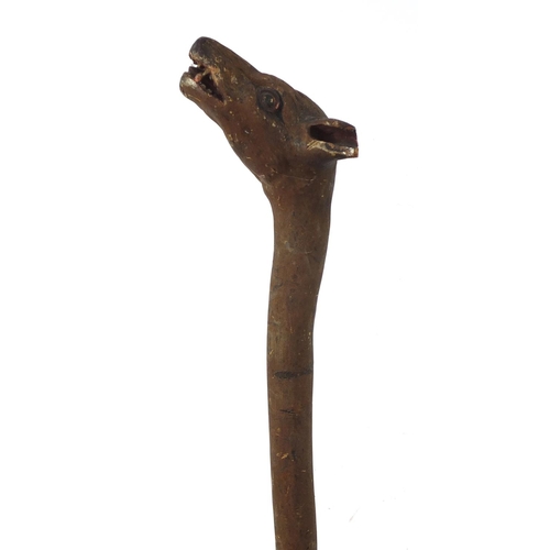 3010 - Naturalistic wooden walking stick with carved hyena's head pommel having teeth and painted eyes, 90c... 