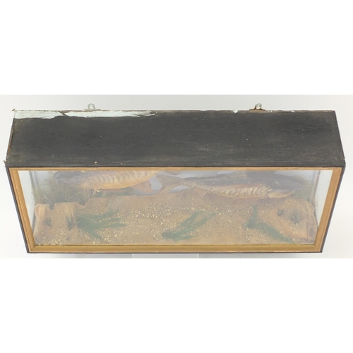 3611 - Victorian taxidermy glazed display of two carp, 33cm H x 71cm W x 16cm D