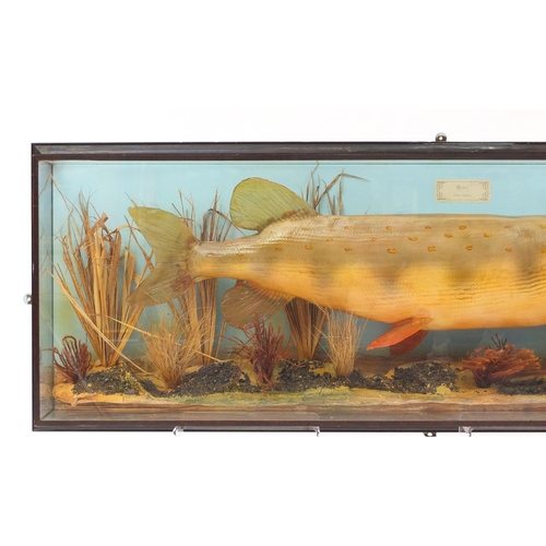 3613 - Large Victorian taxidermy pike housed in a glazed oak case, 47cm H x 128cm W x 20cm D