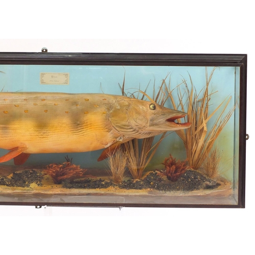 3613 - Large Victorian taxidermy pike housed in a glazed oak case, 47cm H x 128cm W x 20cm D