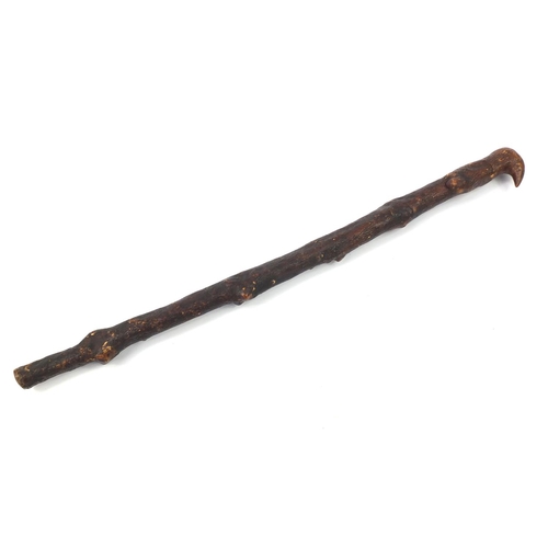 3447 - Naturalistic walking stick with concealed drinking vessel, 93cm in length