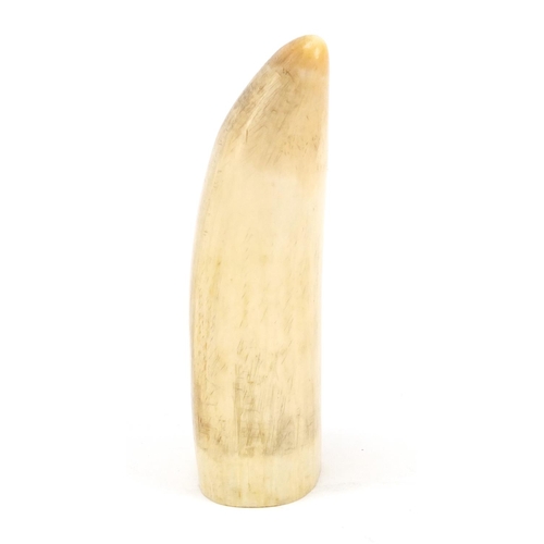 3618 - Ivory sperm wales tooth, 10.5cm high