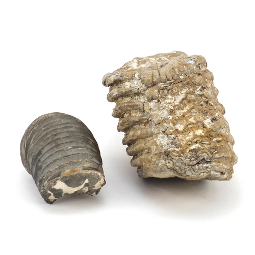 3616 - Fossilised woolly mammoths tooth and a Pavlovia Rotunda, the largest 21.5cm in length