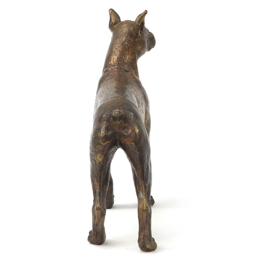 249 - Bronze model of a bull terrier, 18cm wide