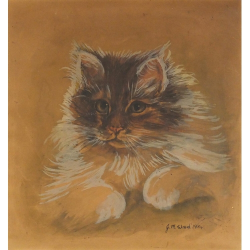 927 - JM Ward 1914 - Watercolour study of a young kitten, 33cm x 35.5cm