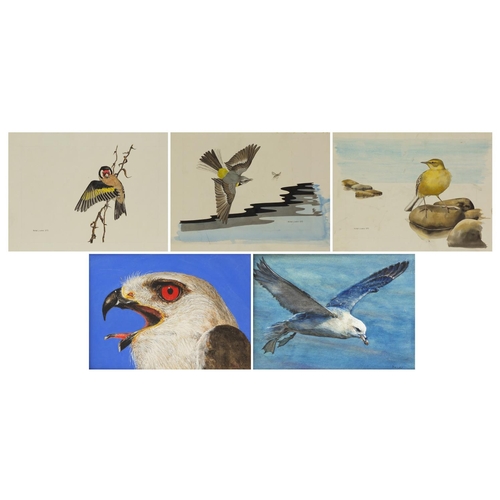 899 - Michael J Loates 1979 - Birds including eagles head, seagull in flight etc, five watercolours, unfra... 