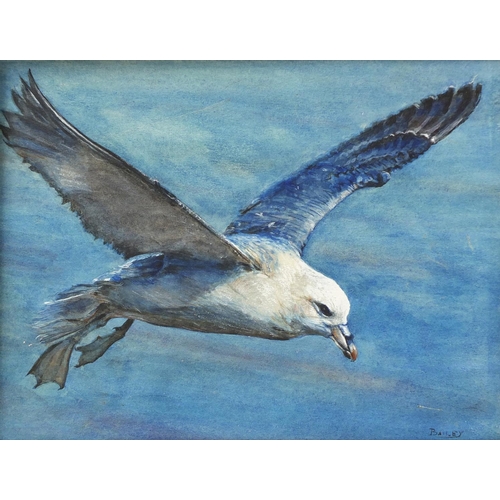 899 - Michael J Loates 1979 - Birds including eagles head, seagull in flight etc, five watercolours, unfra... 