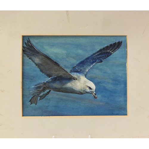 899 - Michael J Loates 1979 - Birds including eagles head, seagull in flight etc, five watercolours, unfra... 