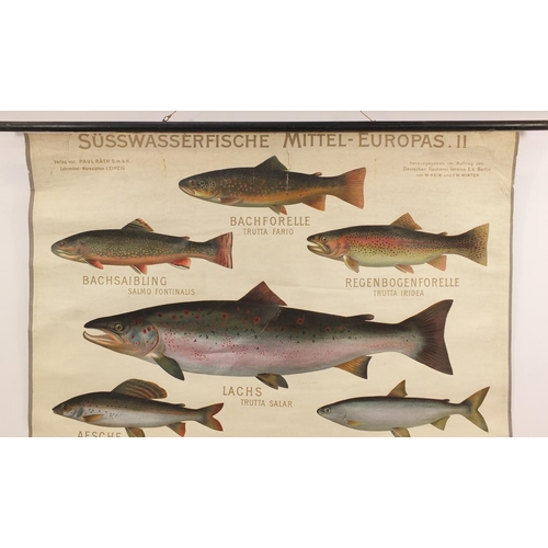 695 - 1920's/30's German educational linen back scroll depicting fish, titled Susswasserfische Mittel-Euro... 