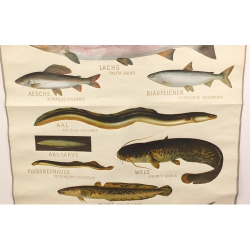 695 - 1920's/30's German educational linen back scroll depicting fish, titled Susswasserfische Mittel-Euro... 