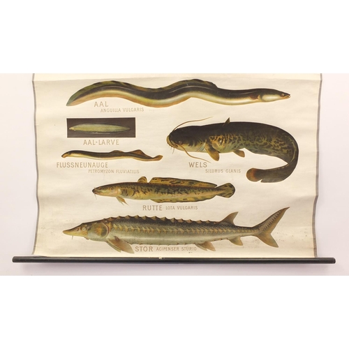 695 - 1920's/30's German educational linen back scroll depicting fish, titled Susswasserfische Mittel-Euro... 