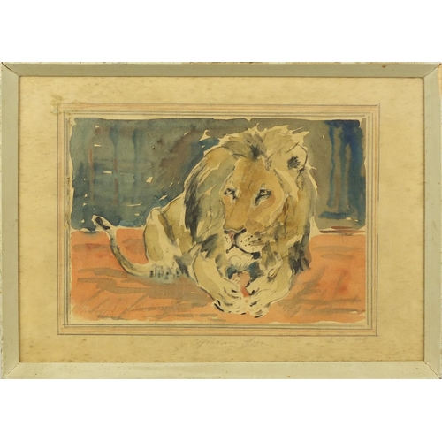 382 - William Brine - African lion, watercolour study, mounted in a white frame, 34cm x 24cm