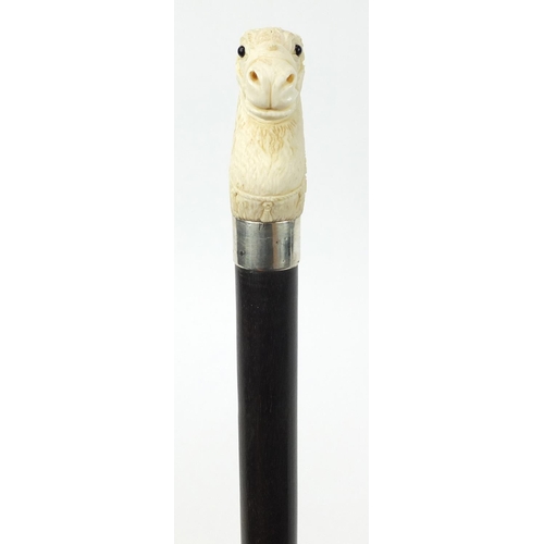 171 - Good rosewood wood walking stick with carved ivory pommel in the form of a horse's head, having an u... 