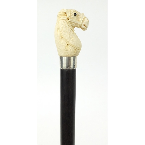 171 - Good rosewood wood walking stick with carved ivory pommel in the form of a horse's head, having an u... 