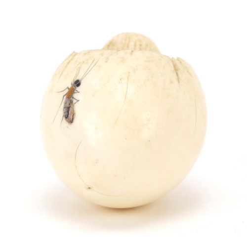 75 - Japanese Shibayama carved ivory chick hatching from an egg, inlaid with insects, 5cm wide