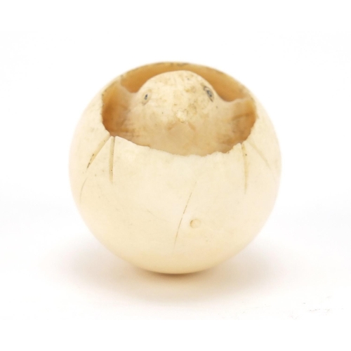 75 - Japanese Shibayama carved ivory chick hatching from an egg, inlaid with insects, 5cm wide