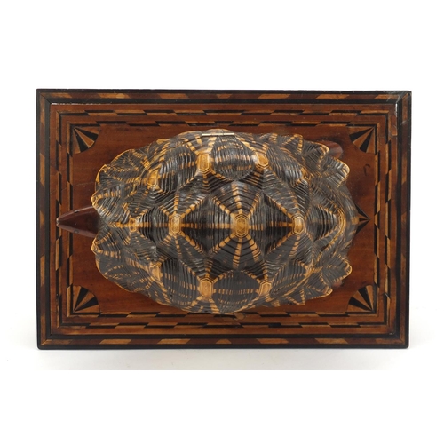 170 - Anglo Indian star tortoise tea caddy work box with ebony, fruitwood and exotic inlay, the rectangula... 